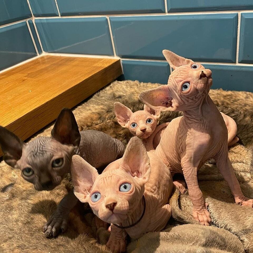 sphynx hairless cats for sale Sphynx Cattery