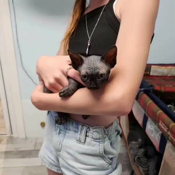 sphynx cats for adoption sphynx cats for adoption