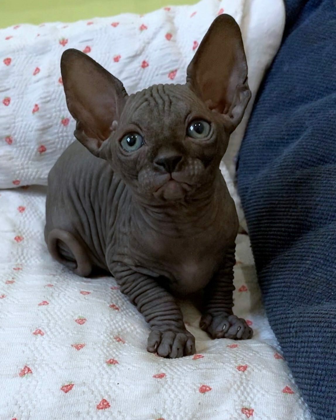 cats sphynx for sale in usa cats sphynx for sale in usa