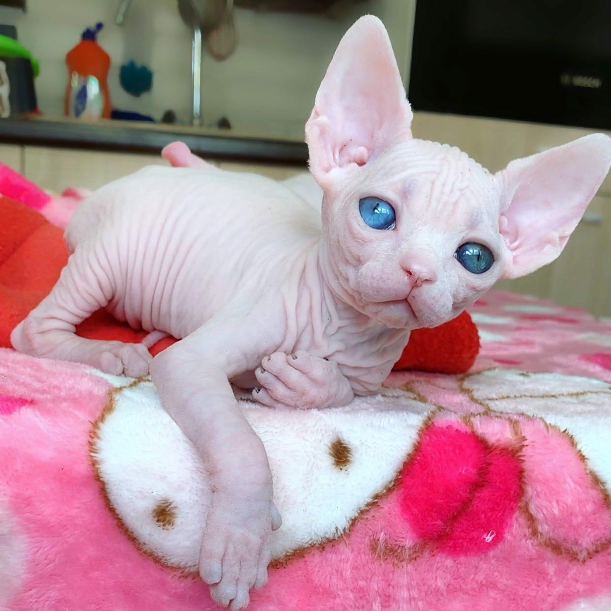 cat breed sphynx canadian cat breed sphynx canadian