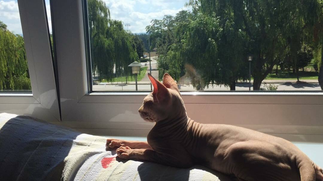 bald cats for sale bald cats for sale