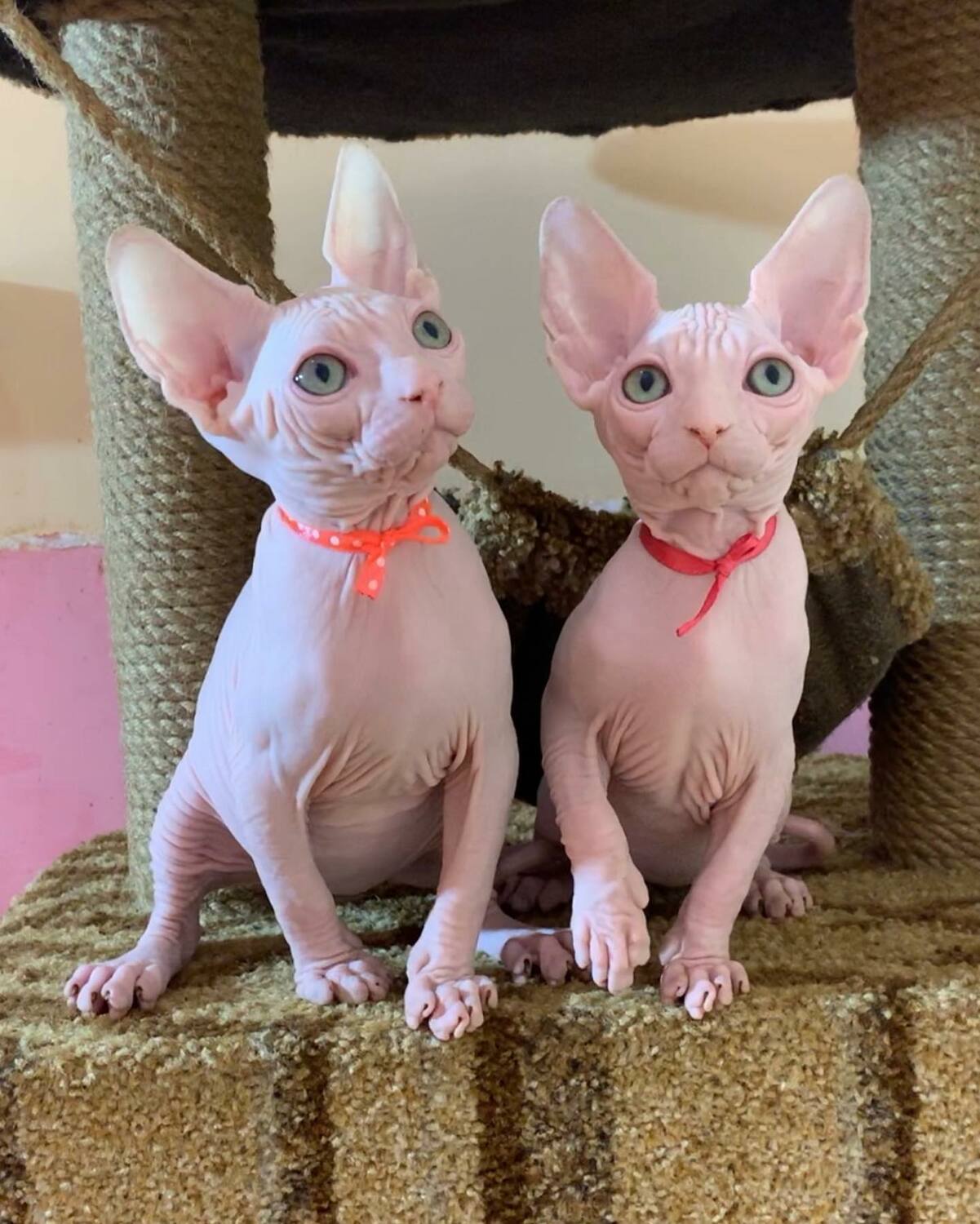 buy hairless cats hairless buy hairless cats hairless